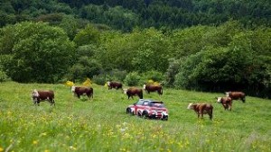 GREAT Mini with cows in German field